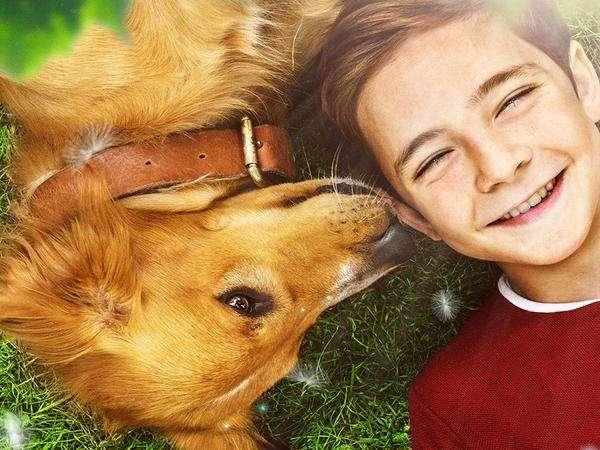 忠犬八公电影免费完整观看-忠犬八公：一次心灵之旅，探索忠诚与