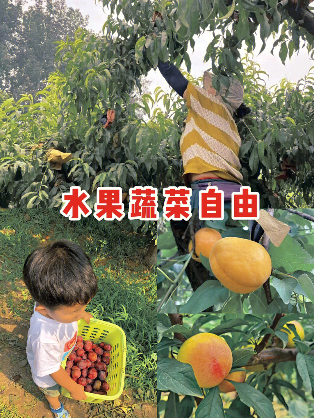 采摘游戏有哪些_采摘游戏的名字_采摘游戏