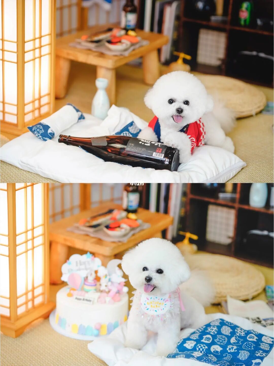 q宠物_q宠小保姆_q宠助理