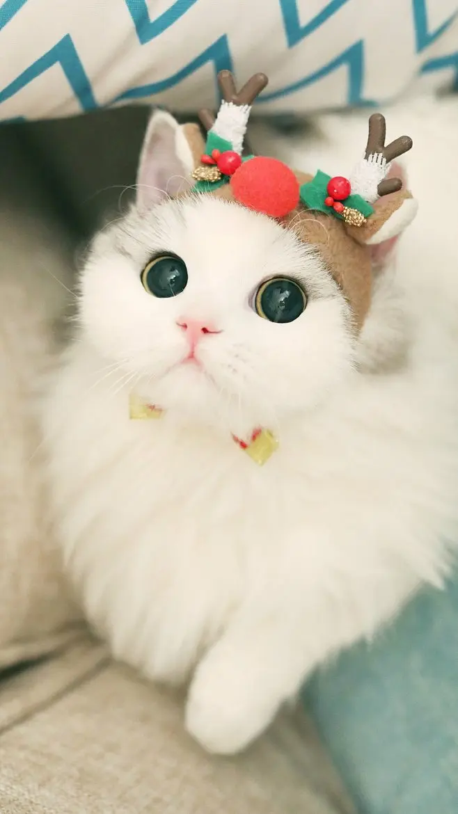 动画萌头像_动画萌图_动画萌图片小女孩头像