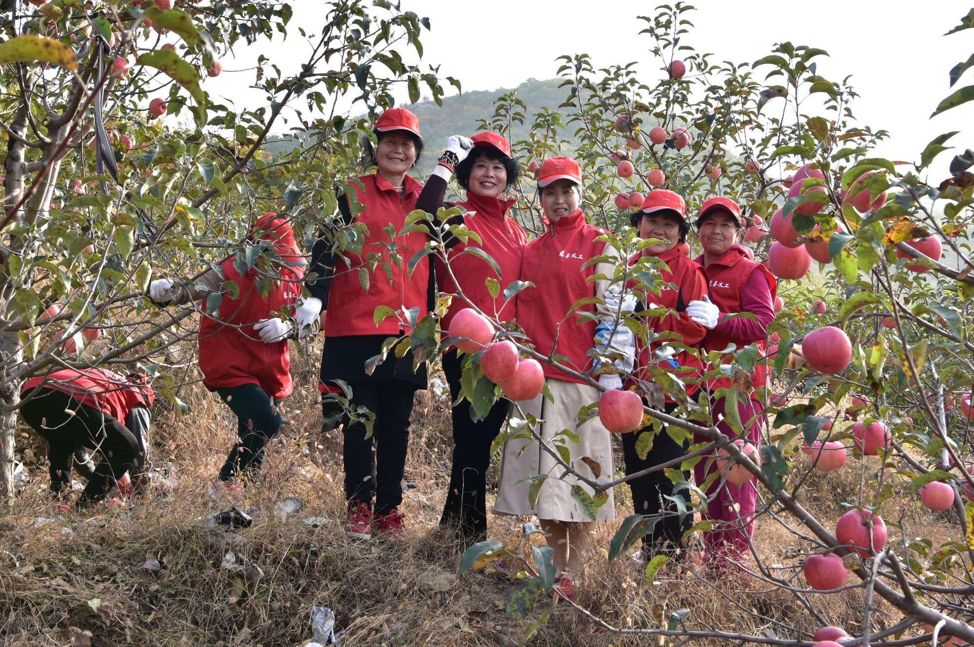 百度联众斗地主_联众青苹果_青贡元红肉苹果怎么样