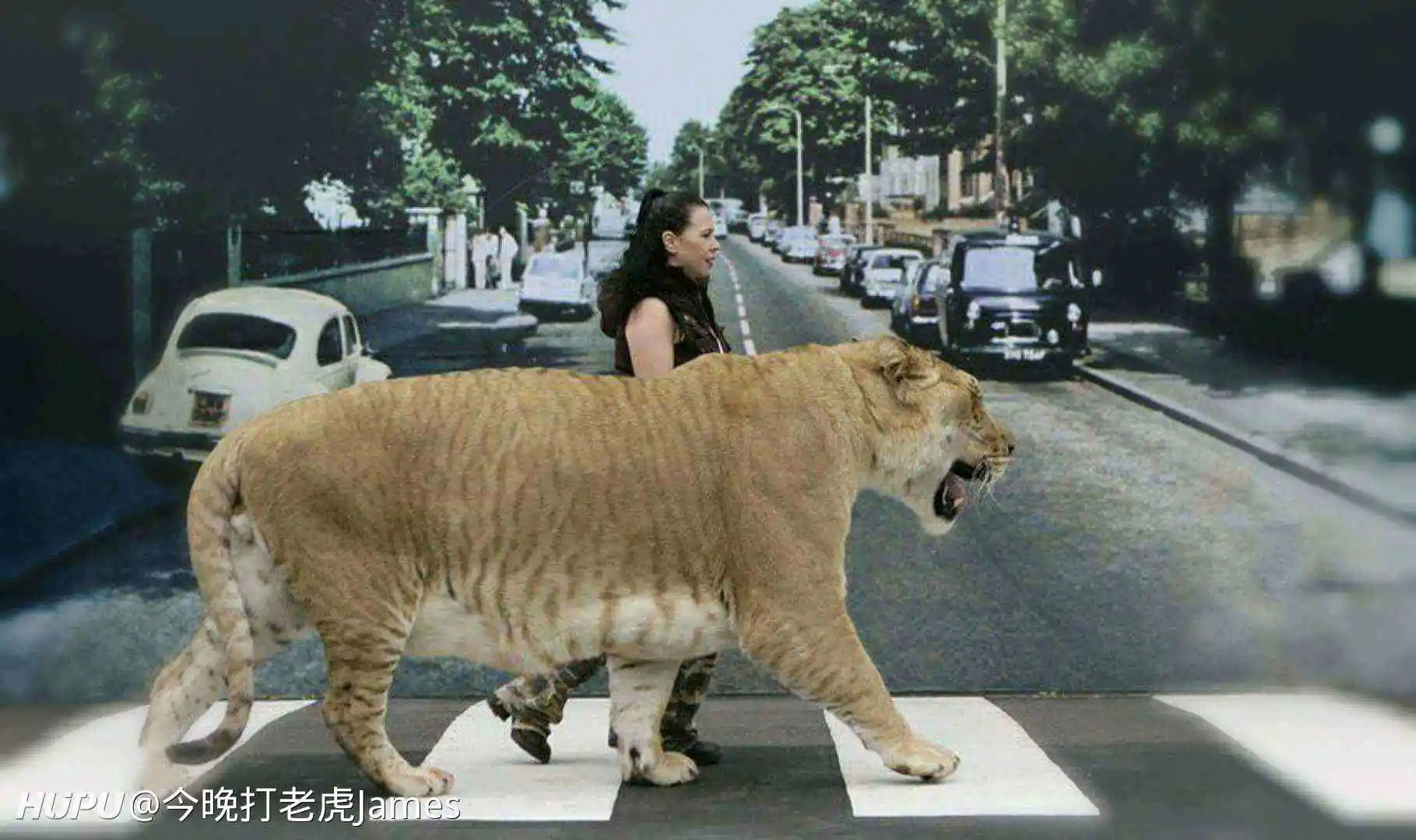 猫的画法图片上颜色_世界上最大的猫的图片_猫面前一条大鱼的图片