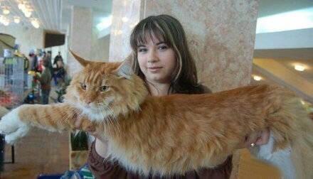 世界上最大的猫的图片_猫的画法图片上颜色_猫面前一条大鱼的图片