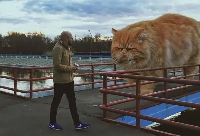 世界上最大的猫的图片_猫的画法图片上颜色_猫面前一条大鱼的图片