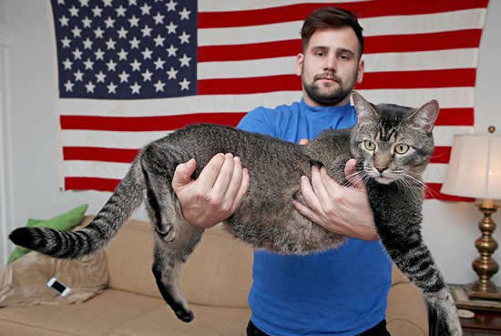 猫面前一条大鱼的图片_世界上最大的猫的图片_猫的画法图片上颜色