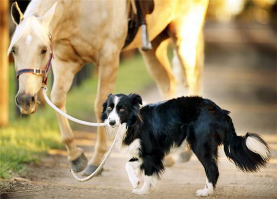 智商犬宠物排名榜_智商犬宠物排名前十_宠物犬智商排名