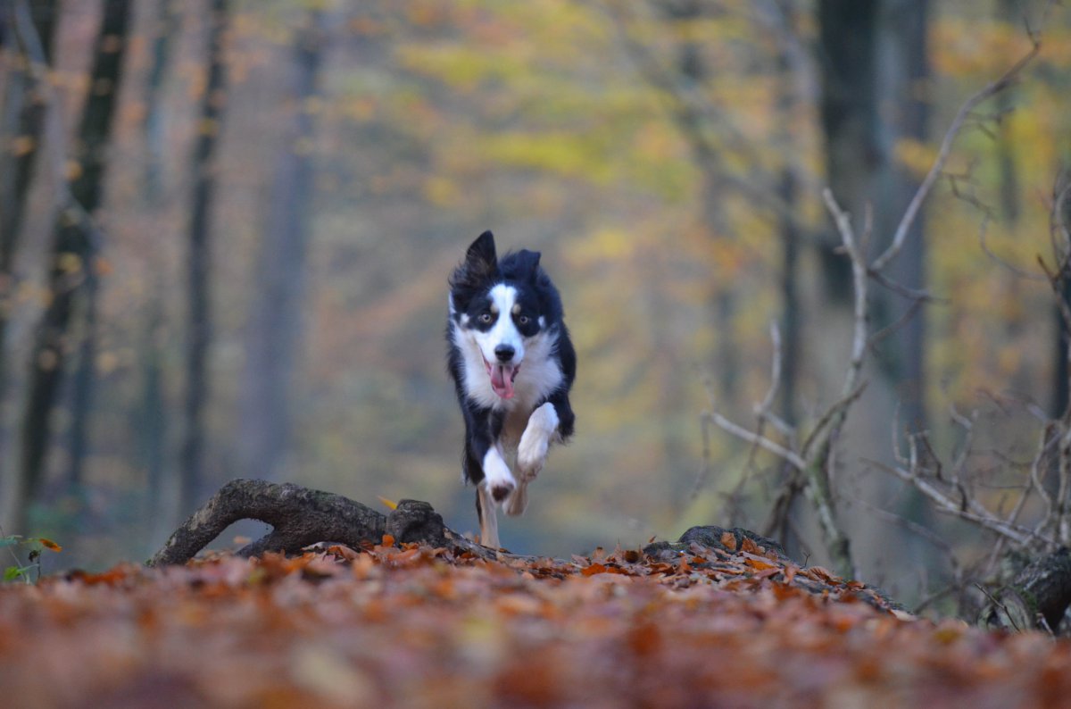 宠物犬智商排名_智商犬宠物排名榜_智商犬宠物排名前十