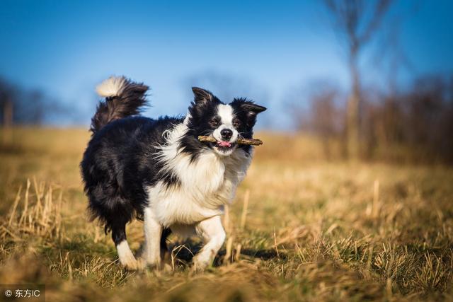 宠物犬智商排名_智商犬宠物排名榜_智商犬宠物排名前十