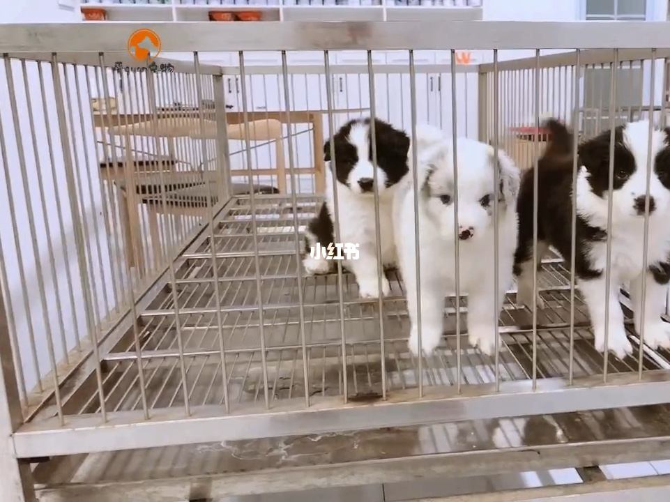 宠物犬智商排名_智商犬宠物排名榜_智商犬宠物排名前十