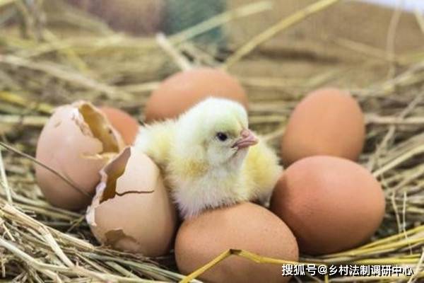 小鸡孵蛋需要孵多少天_小鸡孵蛋温度多少合适_小鸡孵蛋