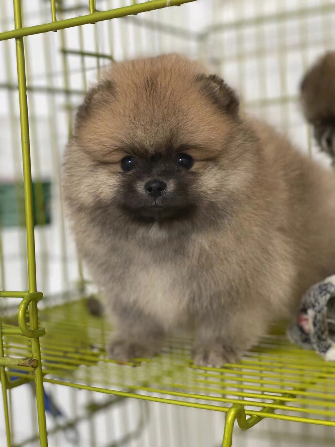 犬袖珍钱博美能养活吗_袖珍博美和柴犬的图片_袖珍博美犬多少钱一只