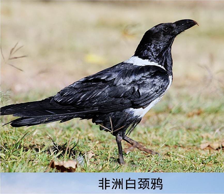 露西亚鸦羽搭档_露西亚鸦羽强吗_露西亚鸦羽