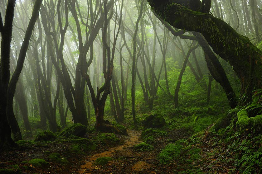 庞岩怪性格配招_庞岩怪_庞岩怪怎么进化