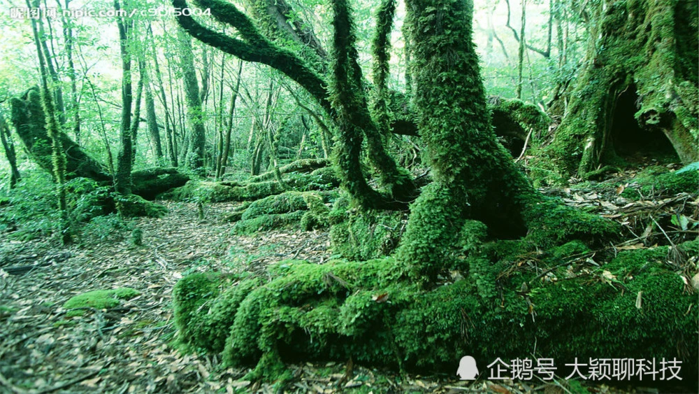 庞岩怪_庞岩怪性格配招_庞岩怪怎么进化