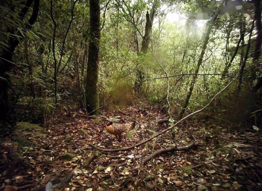 庞岩怪怎么进化_庞岩怪性格配招_庞岩怪