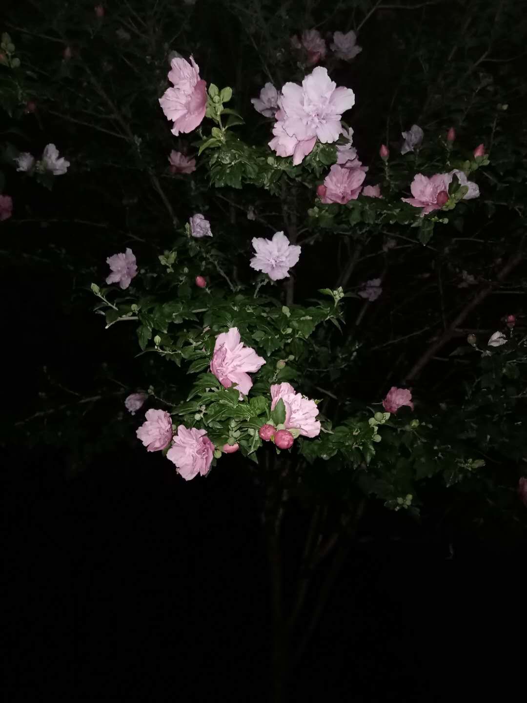 夜色梦幻风景图片_夜色梦花_夜色花香的意思