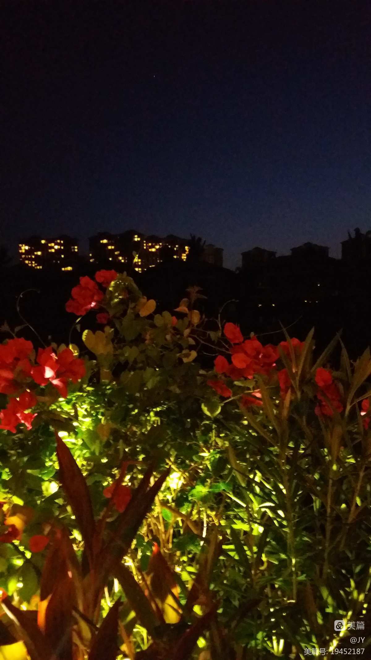 夜色梦幻风景图片_夜色花香的意思_夜色梦花