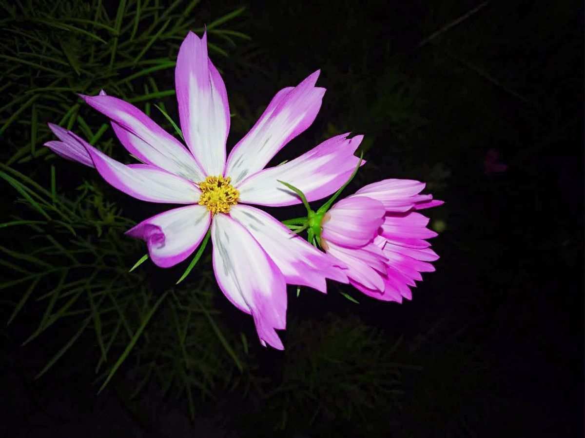 夜色梦幻风景图片_夜色花香的意思_夜色梦花