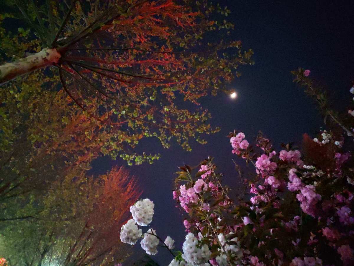 夜色花香的意思_夜色梦幻风景图片_夜色梦花