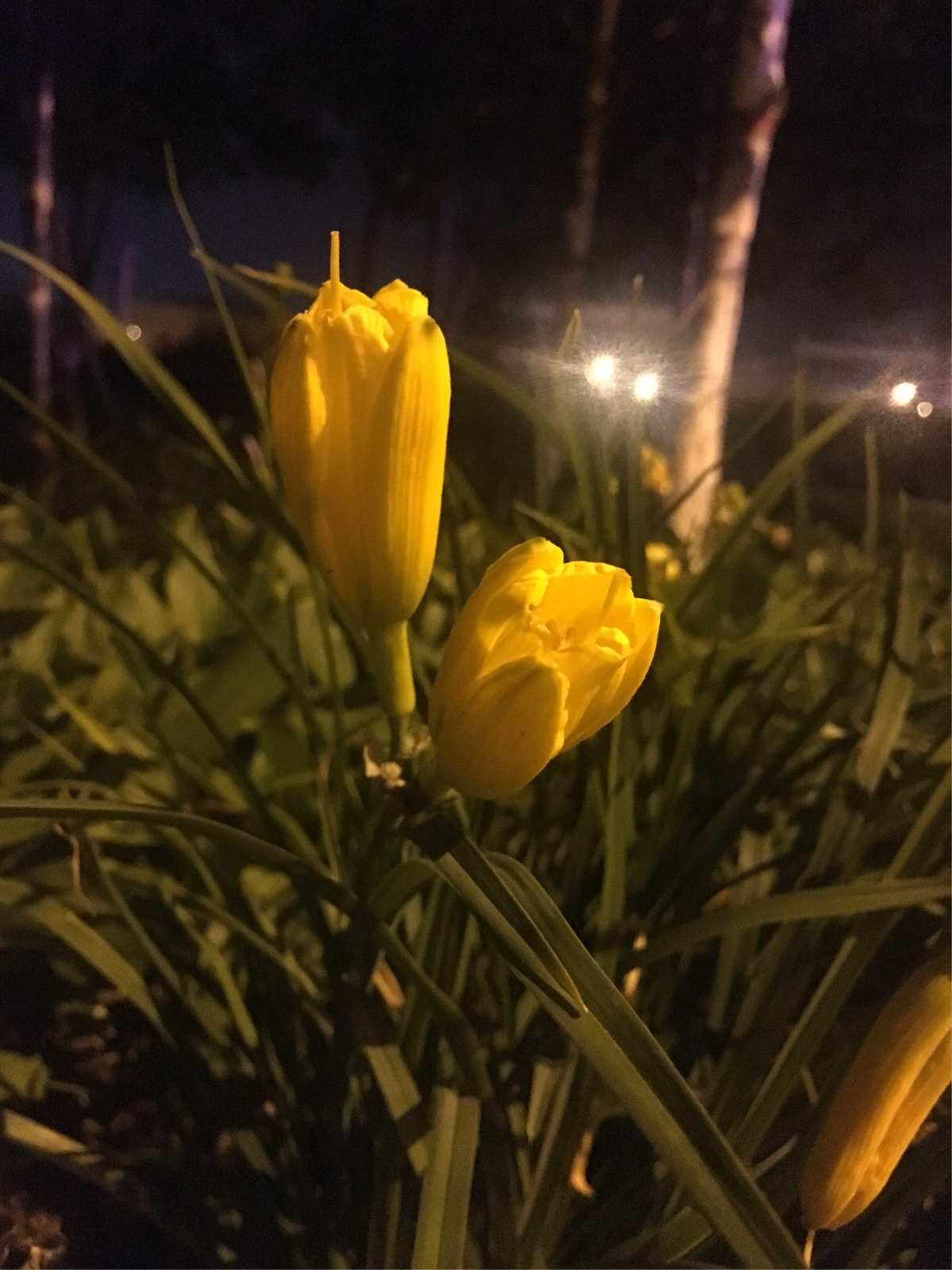 夜色梦花_夜色花香的意思_夜色梦幻风景图片