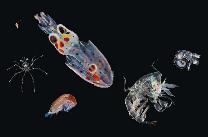 海洋之灾普朗克_海洋之灾普朗克_海洋之灾普朗克