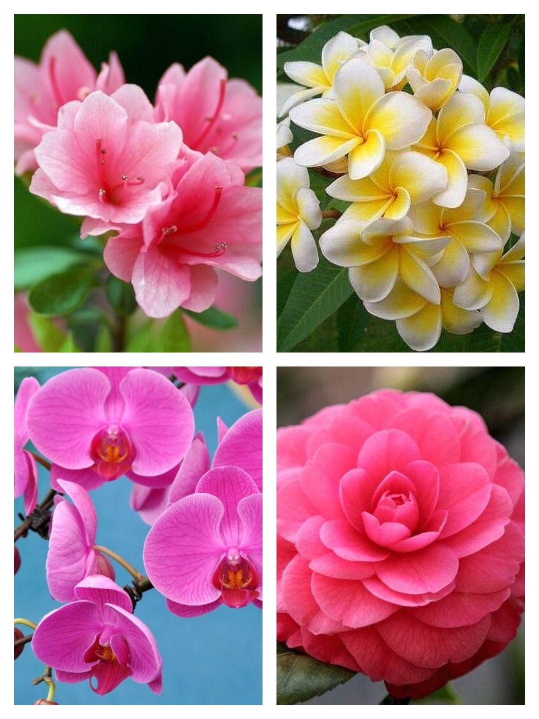 杜丹花图片大全_花杜丹花_杜丹花