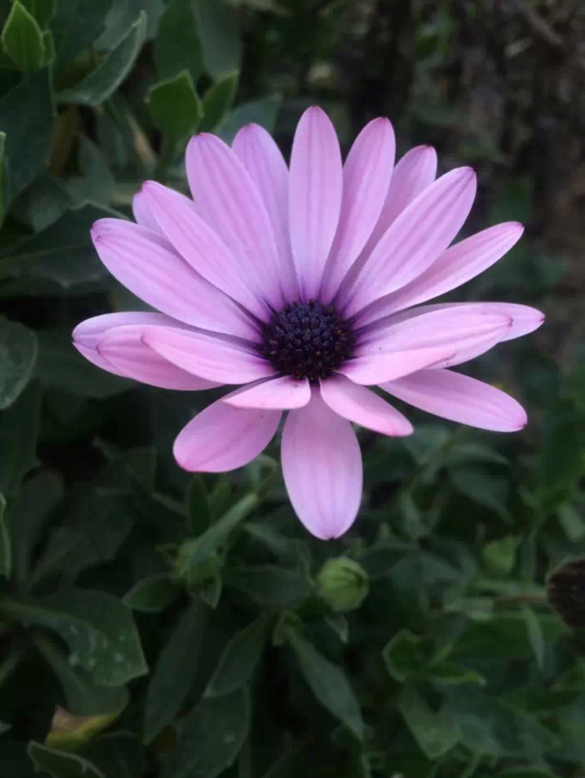 杜丹花图片大全_杜丹花_花杜丹花