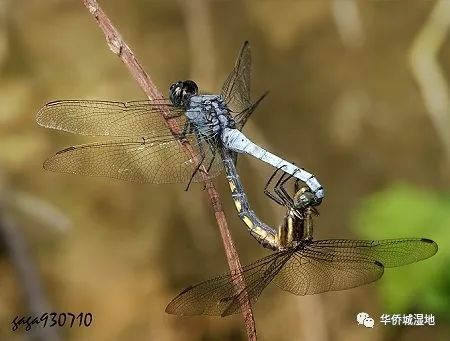 沼王_沼王被什么克制_沼王进化图