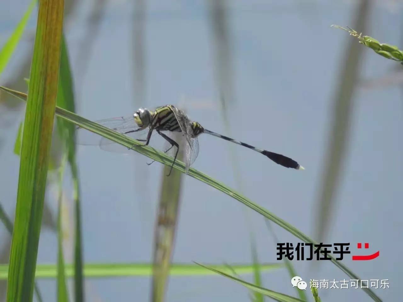 沼王_沼王进化图_沼王被什么克制