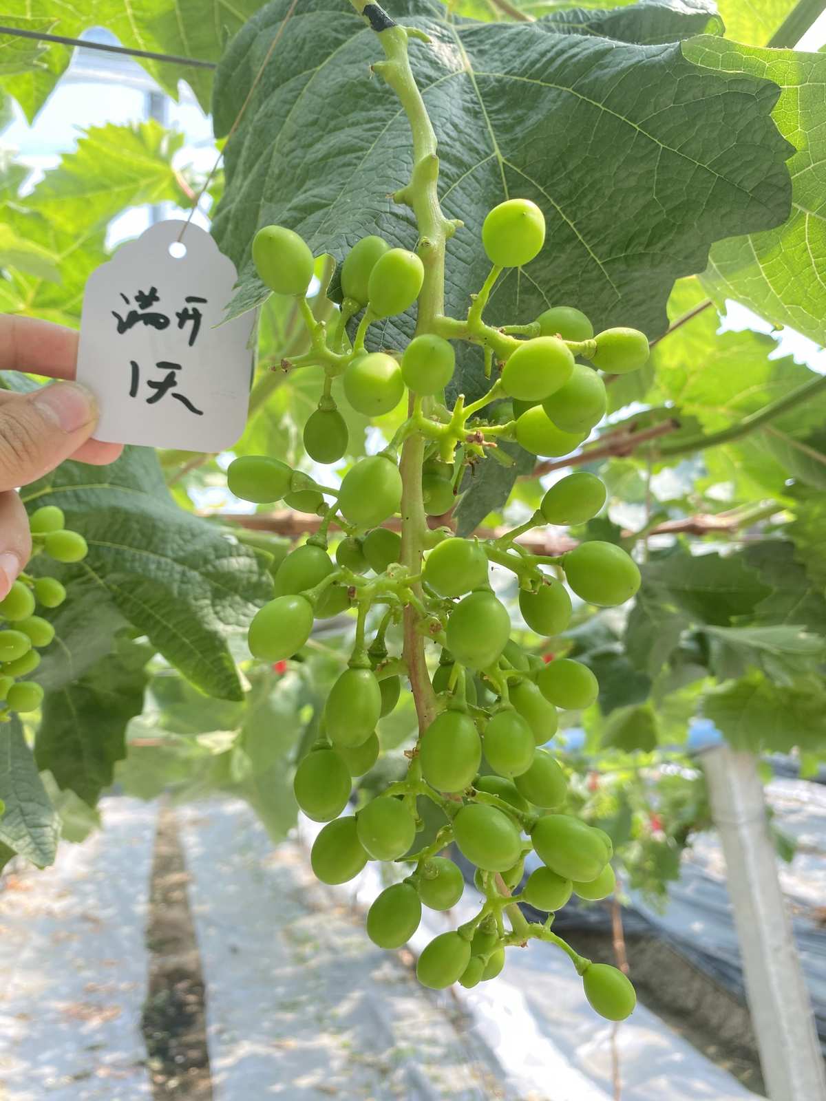 葡萄小丸子_小葡萄_葡萄小飞虫