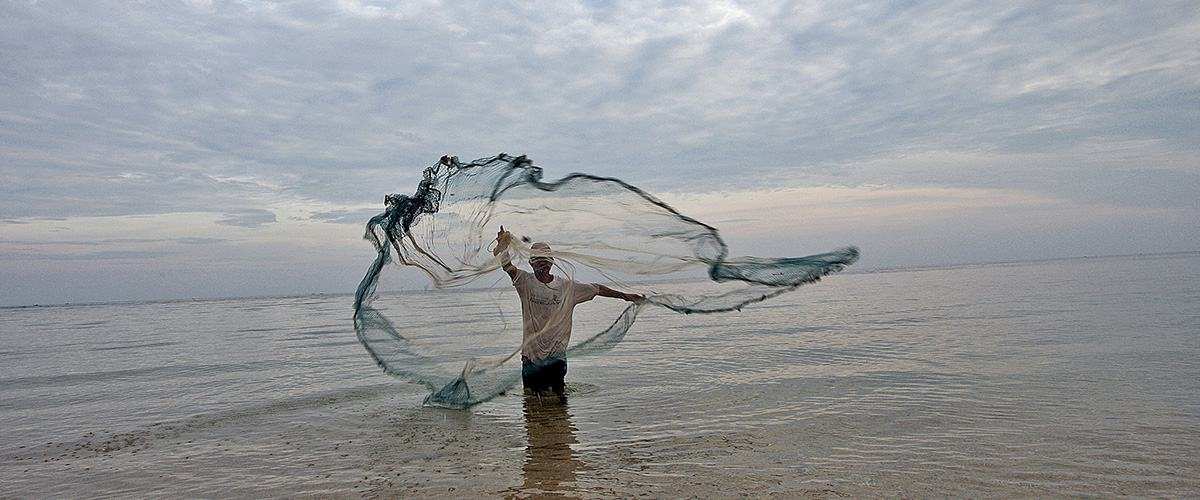 海大胖的功效与作用_海大胖是什么药_海大胖