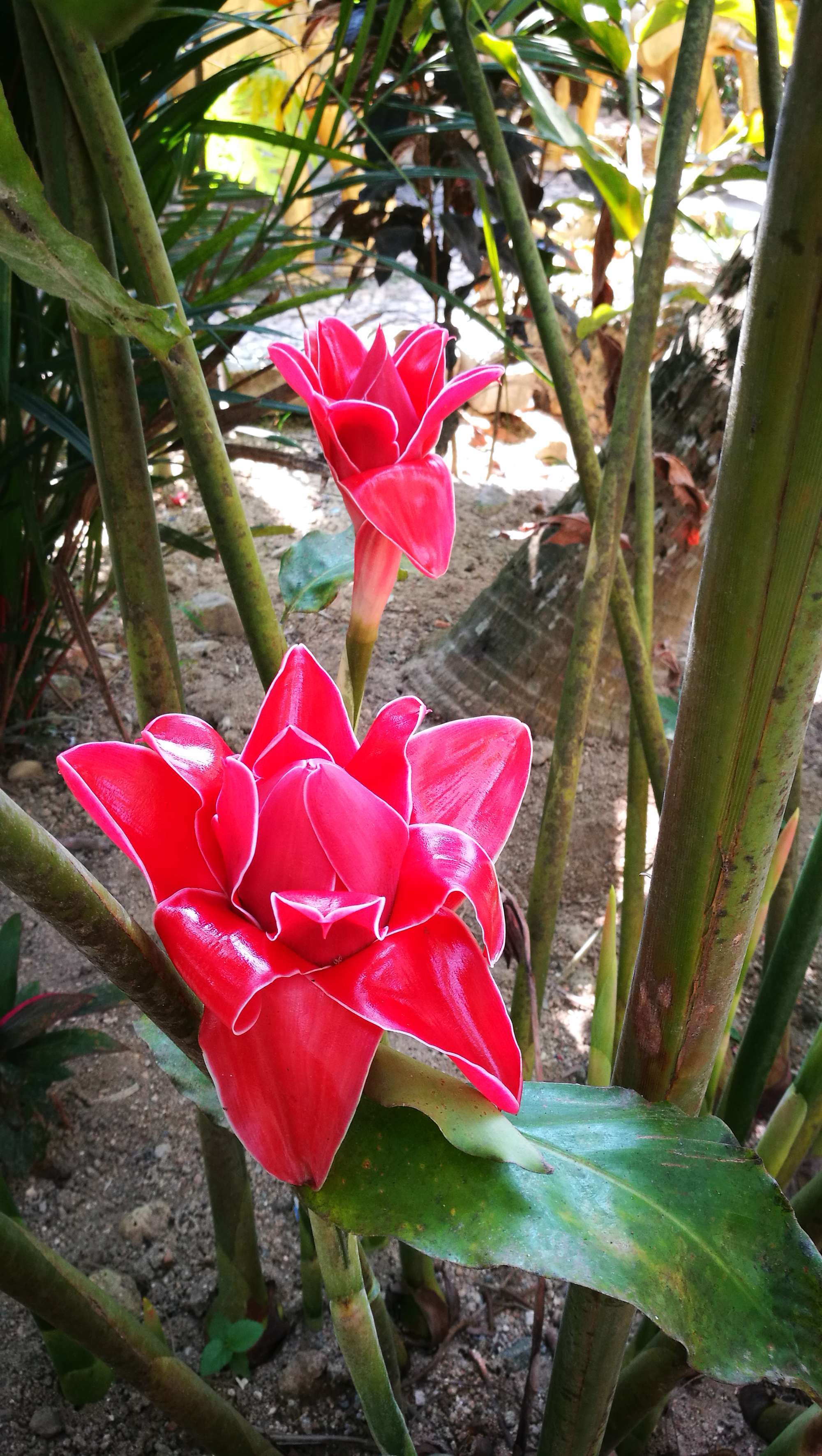 塞西莉亚花采集地点_塞西莉亚花哪里采_塞西莉亚花在哪采集