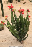 饥荒仙人掌花做菜_饥荒仙人掌花_饥荒仙人掌怎么开花