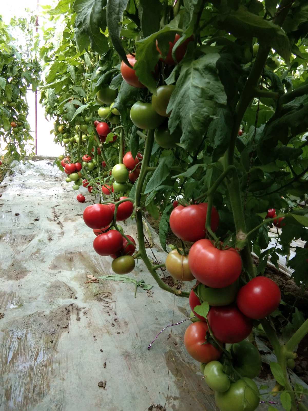 我吃西红柿最新小说下载_西红柿app下载_我吃西红柿小说下载