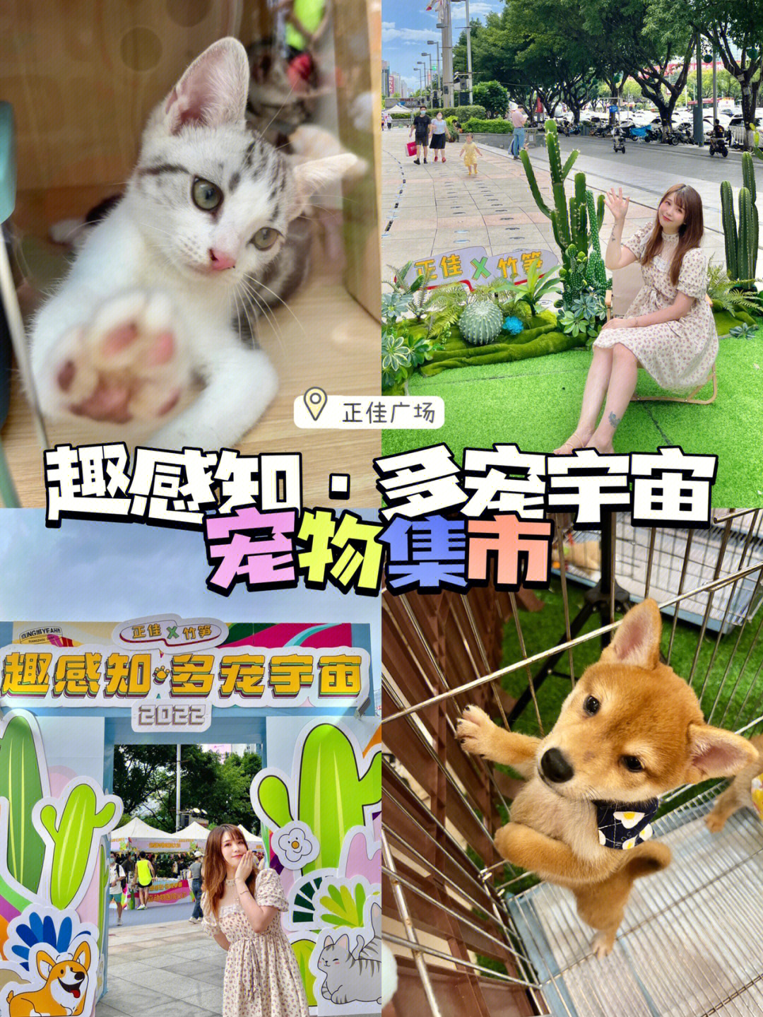 宠环积分奖励表_宠环等级和积分_宠环积分对应奖励