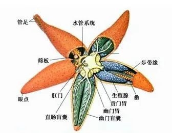 海星模拟器官网_器官模拟技术_器官模型制作