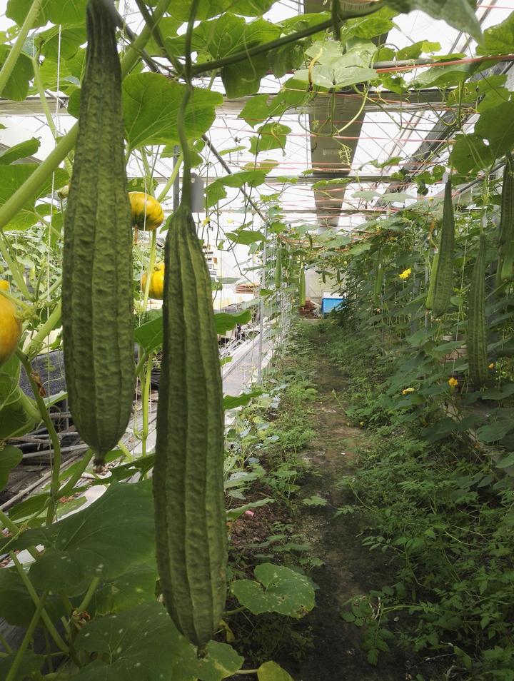 草莓香蕉丝瓜绿巨人秋葵芒果入口_草莓香蕉丝瓜绿巨人秋葵芒果入口_草莓香蕉丝瓜绿巨人秋葵芒果入口