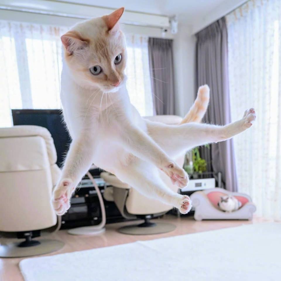猫咪成人_猫咪成人_猫咪成人