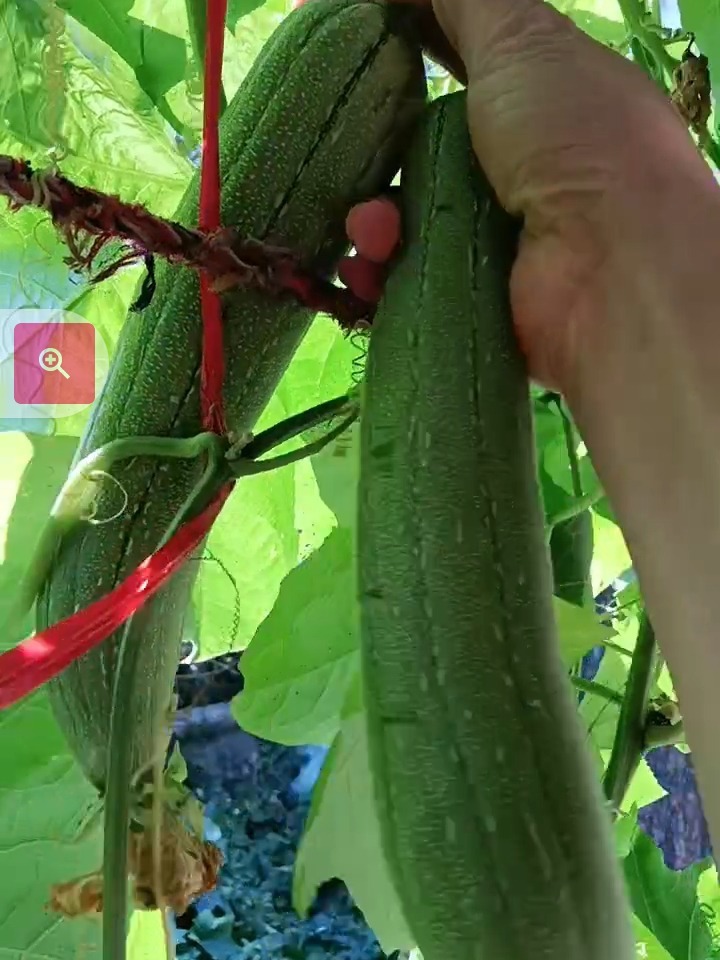 视频成品丝瓜怎么做_丝瓜成品视频_视频成品丝瓜在线播放