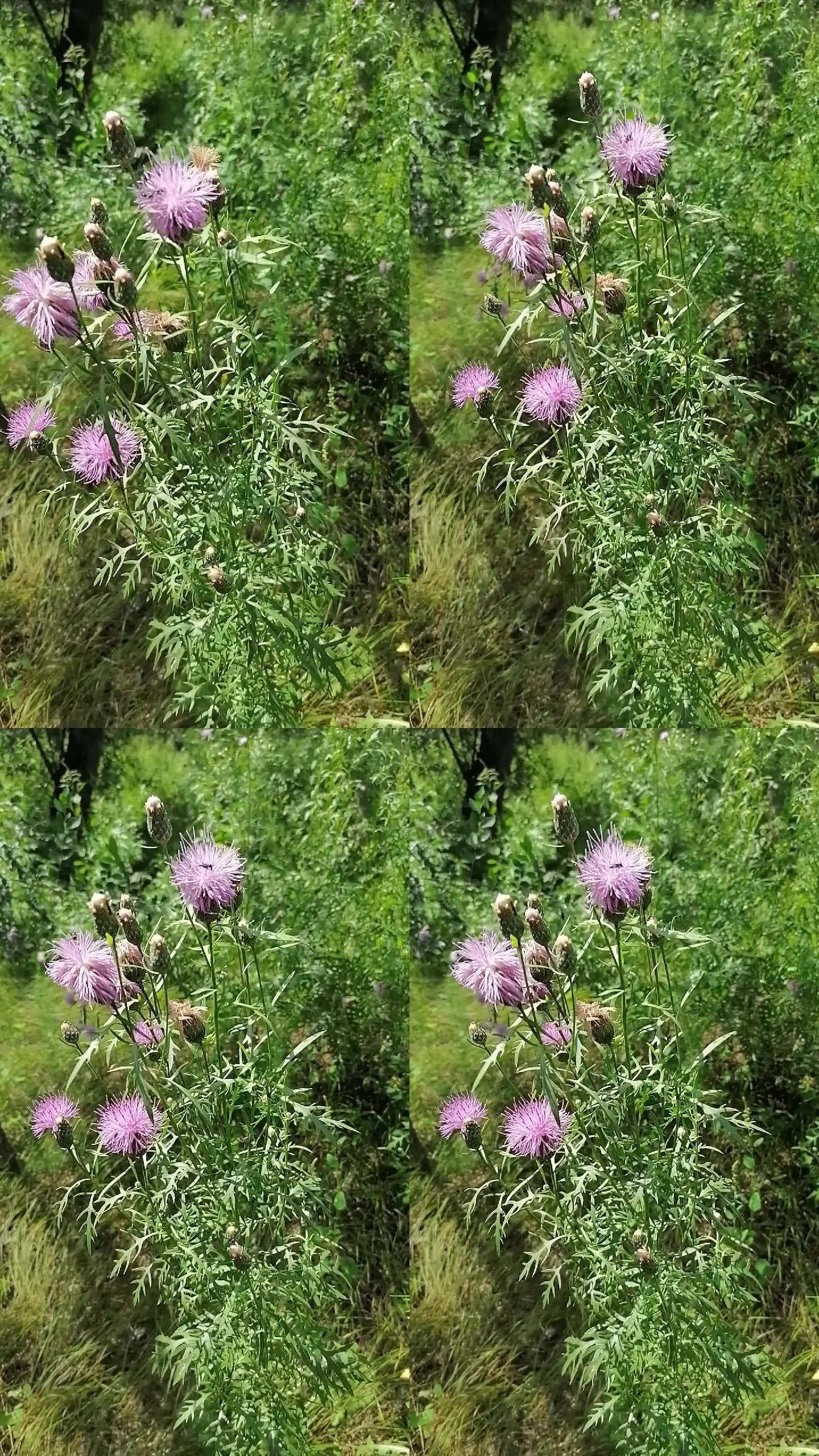 野花十三香第二部视频_淘宝视频中心入口_野花视频入口