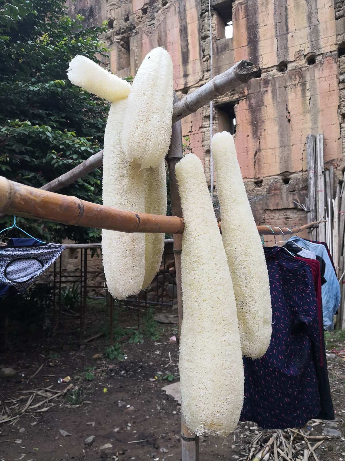 丝瓜旧版破译无数次安卓_下载旧版丝瓜_安卓旧丝瓜破译数次版下载