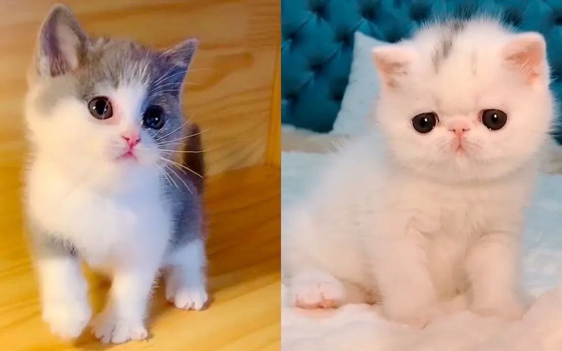 猫咪视频下载_猫咪视频下载_猫咪视频下载
