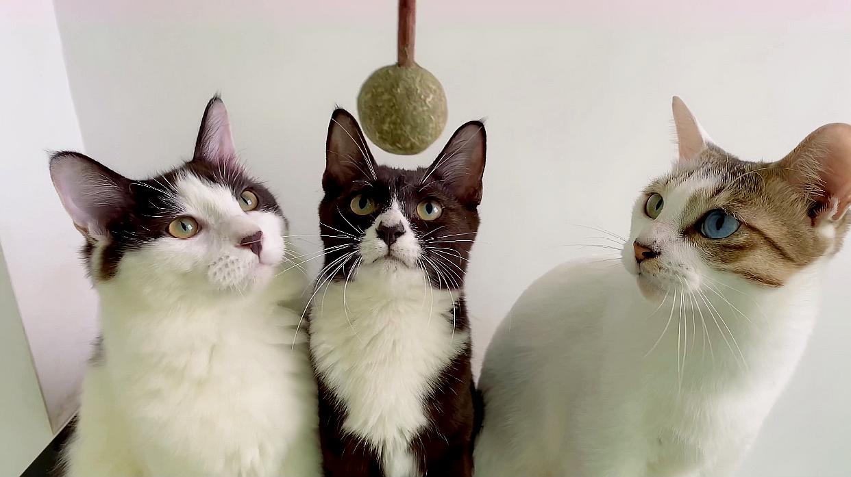 猫咪视频下载_猫咪视频下载_猫咪视频下载