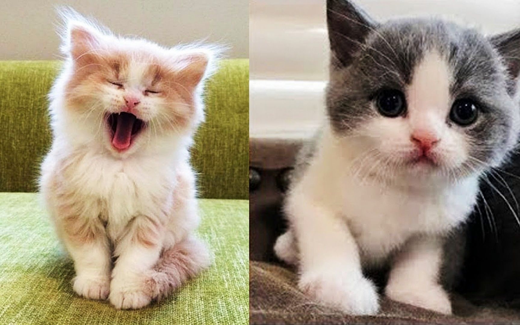 猫咪视频下载_猫咪视频下载_猫咪视频下载