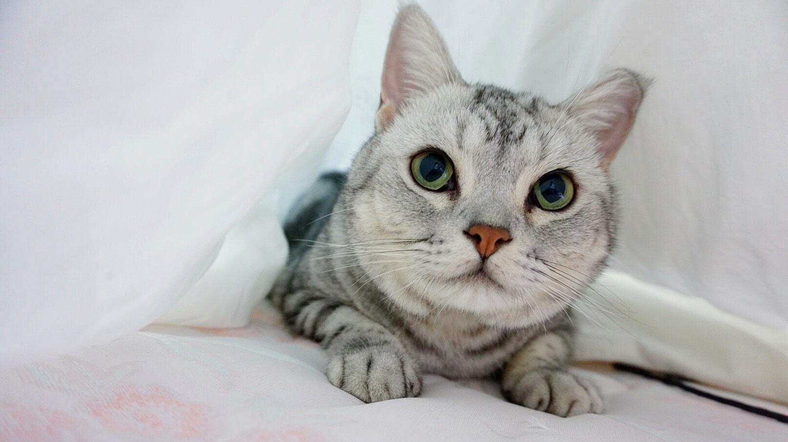 猫咪视频下载_猫咪视频下载_猫咪视频下载