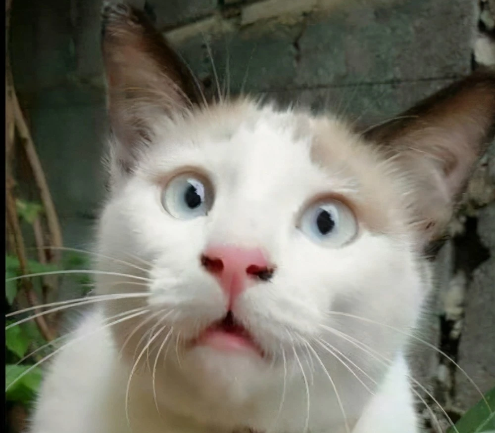 猫咪视频下载_猫咪视频下载_猫咪视频下载