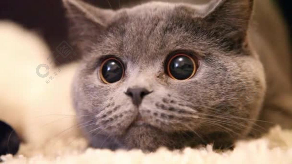 高清tom猫_快猫高清免费_高清猫