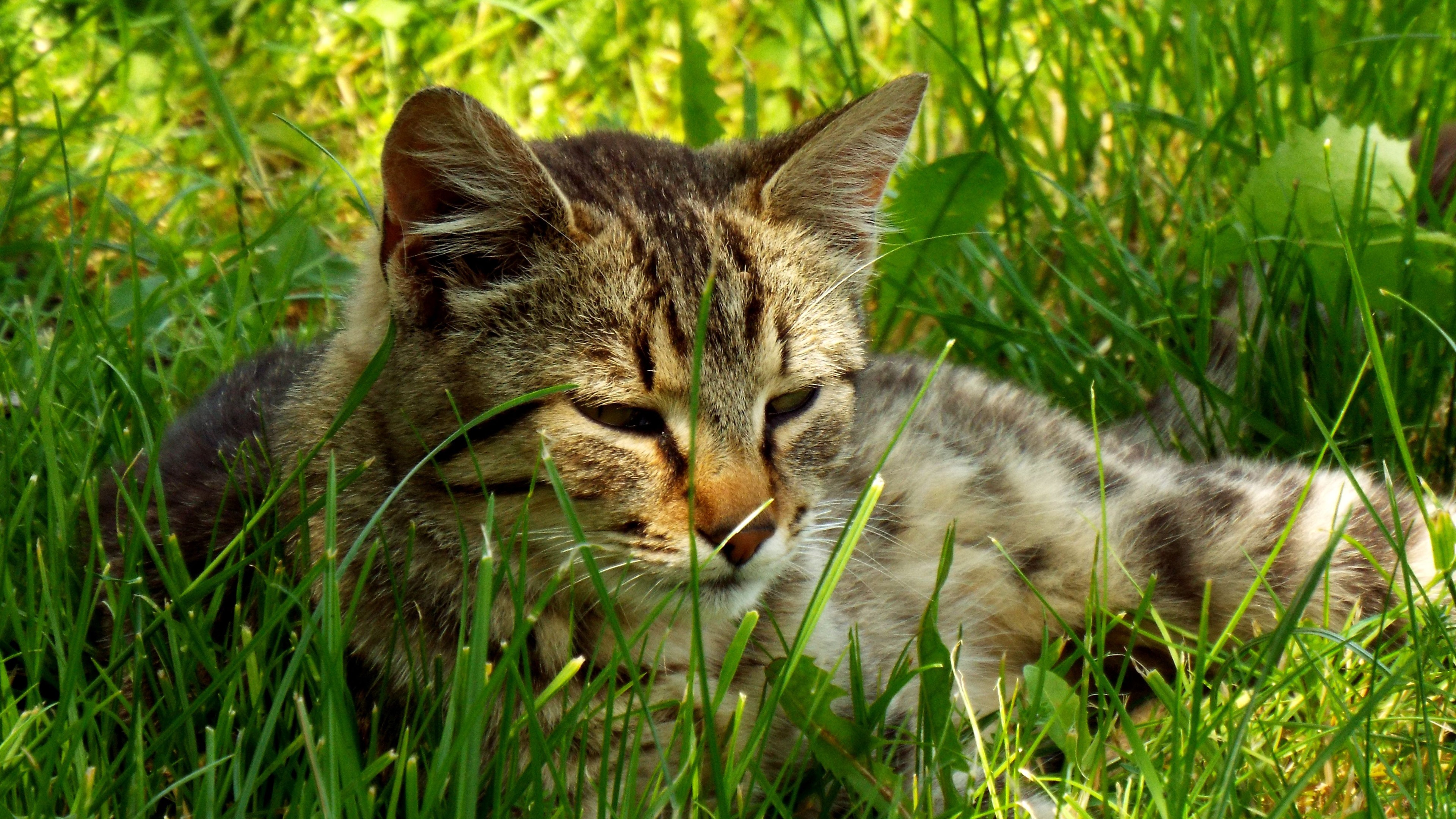 高清tom猫_高清猫_快猫高清免费