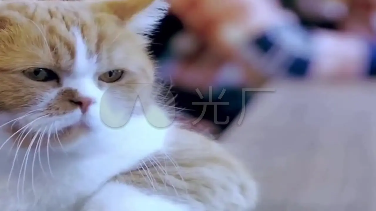 高清tom猫_高清猫_快猫高清免费