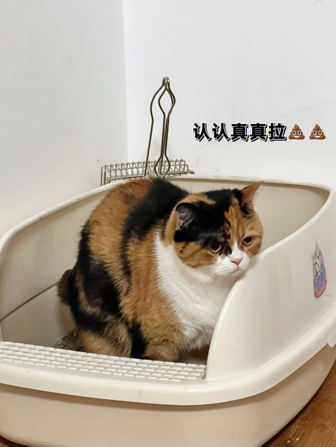 猫用成人沐浴露会掉毛吗_快猫成人_夜射猫全球顶级成人在线